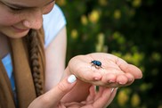 Girl examines a beetle in her hand