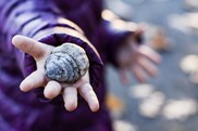 Child holds a sea shell towards the camera