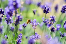 Bumble bee on lavendar