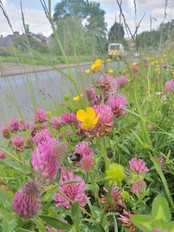 Newport Bee Friendly City