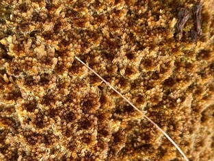 sphagnum beothuk close up