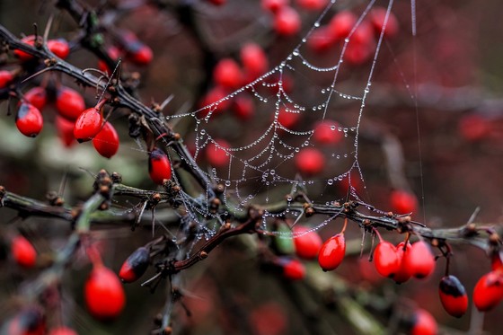 Dew drop on a cobweb which is hanging off a hawthorn tree