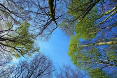 Image looking up to a canopy of trees