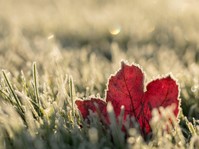 A frozen leaf on grass