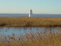 Newport wetlands