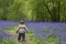 Toddler toddles amongst bluebells in a woodland