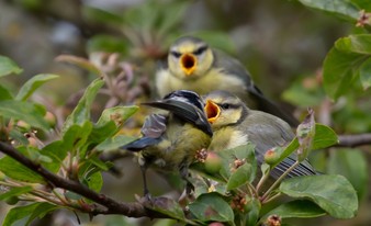 Blue tit feeds it's chicks