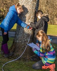3 children measure the circumference of a tree