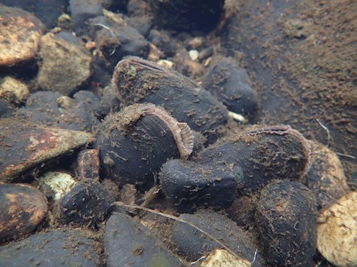 Pearl mussel on the River Dee