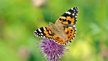 Butterfly on a flower