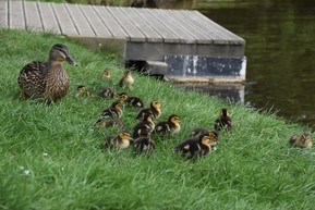 Mallard duck with ducklings along lake embankment