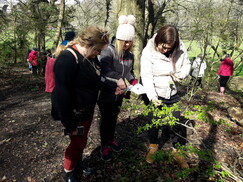 Teachers examine the leaves on a young tree