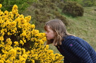 Girl smells gorse flowers