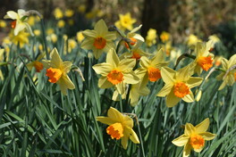 Daffodils growing in a woodland edge