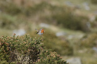 Robin on gorse, Eryri