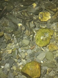 Brook Lamprey spawning