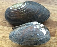 Freshwater Pearl Mussel - Swollen River Mussel