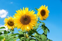 Sunflower head in sunshine