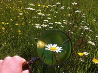 Magnifying glass looking at ox eye daisies