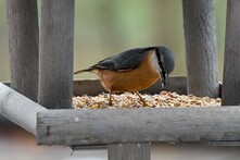 A nuthatch feeding on a feeder