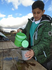 A young boy waters tomato seeds at Greenaway Primary School