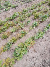 Acorn saplings growing in a field