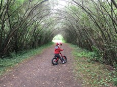 A boy on a bike in a willow tunnel