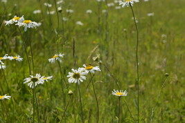 Ox eye daisy with a fly on it