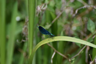 Demoiselle dragonfly perched on a green leaf