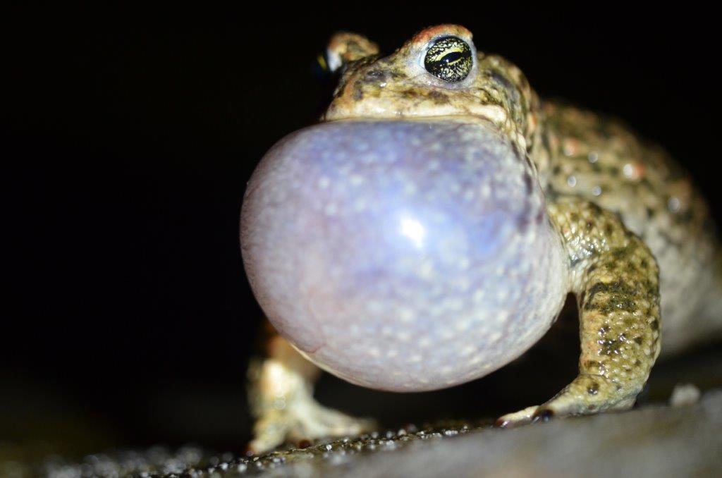 A natterjack toad