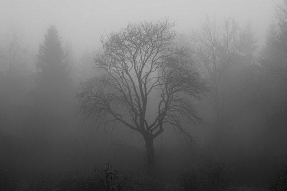 Tree in fog