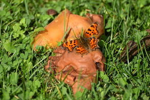 Comma butterflly on fallen pear windfall