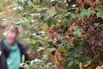 Blackberries grow in hedgeline