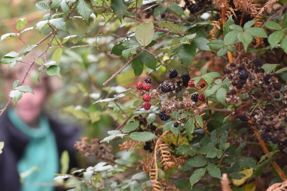 Blackberries grow in hedgeline