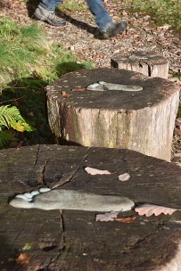 Footprints on wood stumps