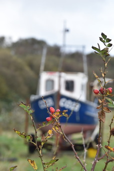 Rosehips with a boat in the background