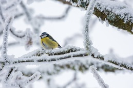 Blue tit amongst branches in snow