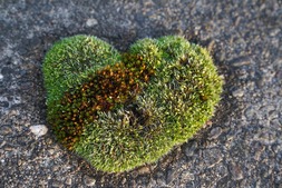 Moss growing in the shape of a heart