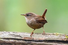 A wren percehed