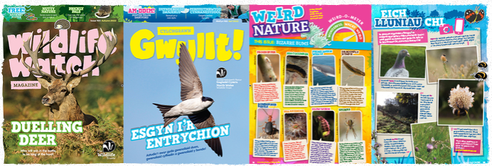 Wildlife Trust SChool magazine covers