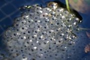 Frog spawn in pond