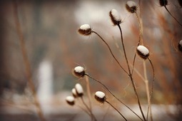 Teasel covered in snow