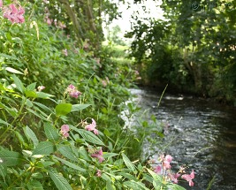 4R4L Himalayan balsam near river - credit GB NNSS