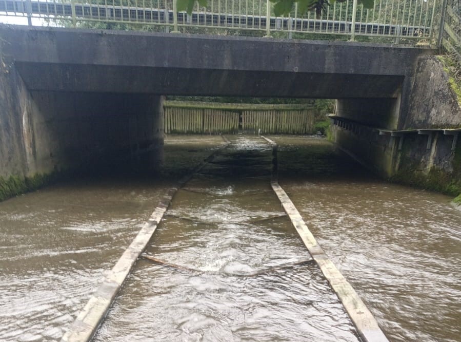 4R4L Mynys complete cropped