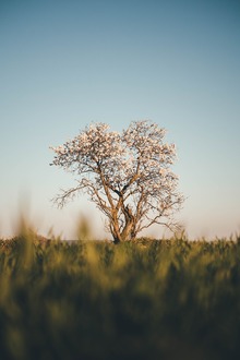 Tree set against rising sun