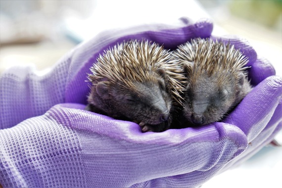 2 baby hedgehogs held in a gloved hand