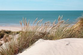 Marram grass growing on sand dune with sea in the background