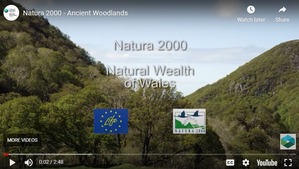 Short from the Woodlands Natura 2000 film