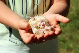 Chestnut flowers held in a hand