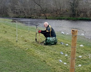 Contractor planting black poplar.